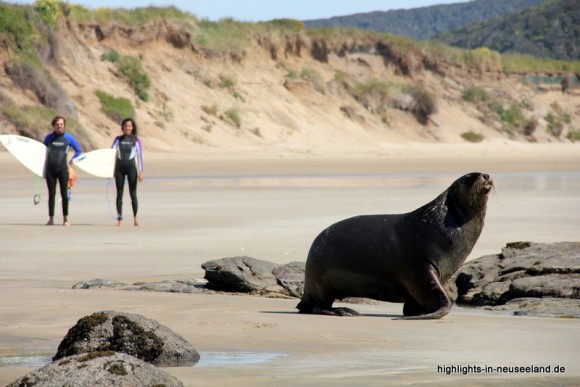 Seelöwe und Surfer in den Catlins