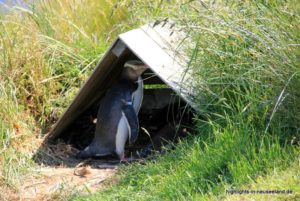 Pinguin in seinem Versteck