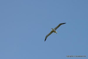 Albatros im Flug