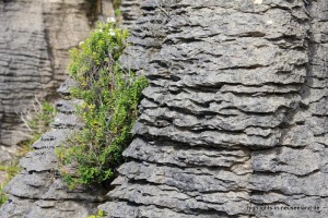 Pancake Rocks im Detail