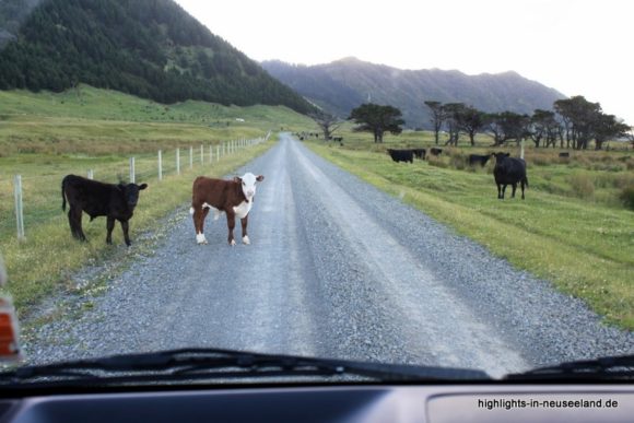 Kühe auf der Straße in Neuseeland