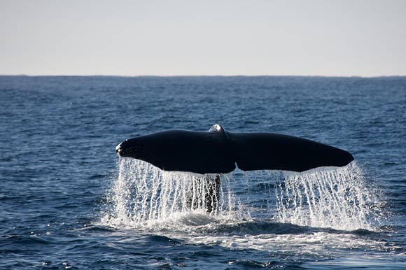 Flosse eines Pottwals vor Kaikoura